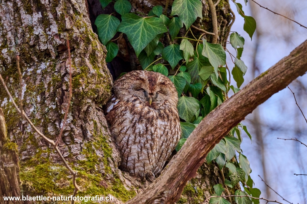 Waldkauz (Strix aluco) &copy; Sandra Bl&auml;ttler